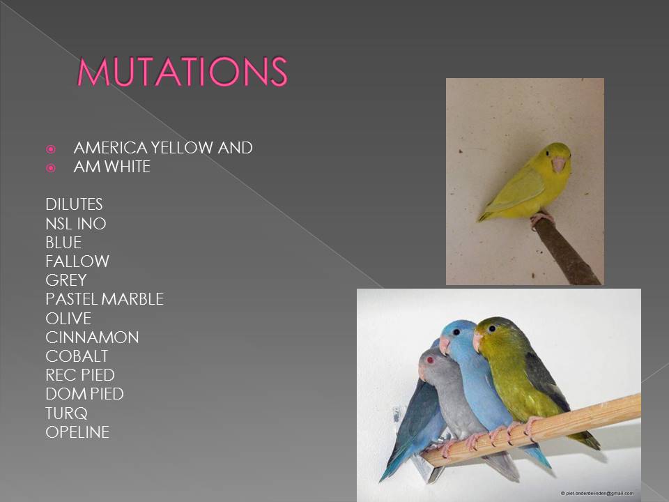 Smallest Parrot in Aviculture Slide
